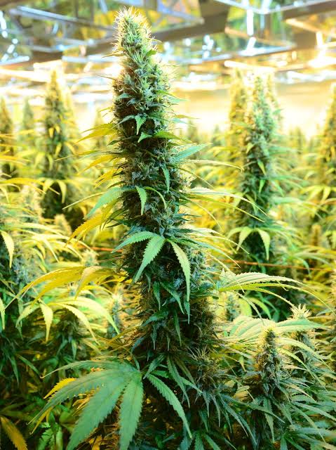 Telegram:(@arven_knox) Buy Coke,Weed,MDMA,Meth,Cannabis,Cocaine in Yekaterinburg