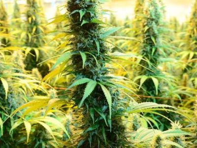 Telegram:(@arven_knox) Buy Coke,Weed,MDMA,Meth,Cannabis,Cocaine in Yekaterinburg